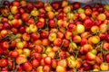 Pile of ripe Rainier cherries Royalty Free Stock Photo