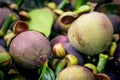 Pile of ripe and semi-ripe mangosteen fruit