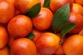 Pile of ripe sicilian oranges with leaves as background, closeup Royalty Free Stock Photo