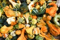 Pile of ripe squashes Royalty Free Stock Photo