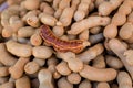 Pile of ripe Tamarind fruits.Sweet ripe tamarinds. Tamarind fruit Background. A big pile of tamarinds use for background or wallpa