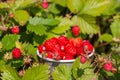 A pile of ripe tasty wild strawberries on the glade