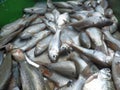 A pile of river fish at the market fish dealer. Very tasty and highly nutritious.