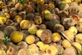 Pile of rotten and ripe rounded santol or cottonfruit in house garden