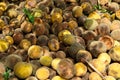 Pile of rotten and ripe santol or cottenfruit in house garden