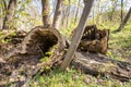 Rotten stump, Pile of rotten stumps in the woodland forest covered with golden sunlight in early springtime in nature Royalty Free Stock Photo