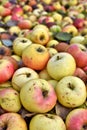 Pile of rotting apples in fruit ochard Royalty Free Stock Photo