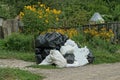 A pile of rubbish from white and black full plastic bags on gray ground