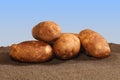 A pile of Russett Burbank potatoes