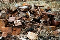 Pile rusty cans garbage on nature