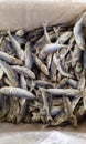Local Salted Fish