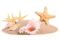 Pile of sand with seashells and starfish Royalty Free Stock Photo