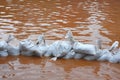 Pile of sandbags in defense from the flood Royalty Free Stock Photo