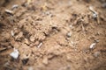 pile of sandy loam soil showing its coarse texture