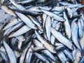 Pile of sardines
