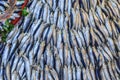 Pile of sardines fish lined up.