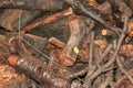 A pile of sawed firewood for heating in winter. Stockpile of firewood during the energy crisis