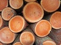 A Pile of sawed Pine Trees Royalty Free Stock Photo