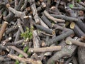 Pile of sawed trees background Royalty Free Stock Photo