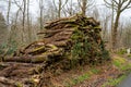 A pile of sawn and rotting logs. Clearing the forest from old trees Royalty Free Stock Photo