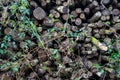 A pile of sawn and rotting logs. Clearing the forest from old trees Royalty Free Stock Photo