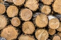 A pile of sawn tree trunks, a lot of cutted logs. Royalty Free Stock Photo