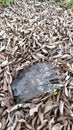 pile of scattered dried fallen leaves on the ground. Royalty Free Stock Photo