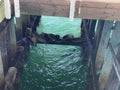 Santa Cruz Pier sea lions sleeping