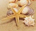 A pile of seashells Royalty Free Stock Photo