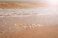 Pile of seashells on a red sand lying in disorder