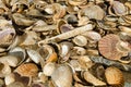 Pile of seashells from a sandy beach Royalty Free Stock Photo