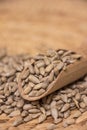 Pile shelled sunflower seeds Royalty Free Stock Photo