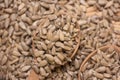 Pile shelled sunflower seeds Royalty Free Stock Photo