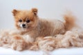 In a pile of shorn wool lies a small Pomeranian and raised his ears up dog grooming