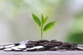 Pile silver coin and treetop growing on a wood floor and colorfu