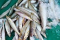 Pile of Silver sillago fish or Sillago maculata.