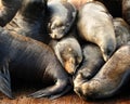 Pile of sleeping sea lions Royalty Free Stock Photo