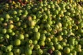 Pile of slightly degraded apples