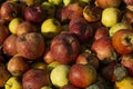 Pile of slightly degraded apples