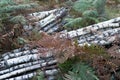 Pile of slim Birch trunks wood trunks with Fern