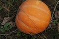 pile of small cute pumpkins at pumpkin patch Royalty Free Stock Photo