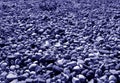 Pile of small gravel stones in blue tone Royalty Free Stock Photo