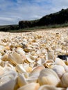 A pile of small seashells on the sea coast. Close up