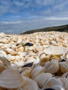 A pile of small seashells on the sea coast. Close up