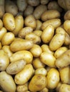 Pile of small yellow irregular shaped small waxy potatoes for sale on a market