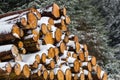 Pile of snow covered logs in a forest