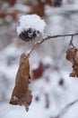 Poky ball of seeds on a tree with snow