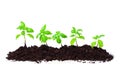 Pile of Soil with Fresh Seedlings on White Royalty Free Stock Photo