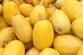 Pile of Spaghetti squash for autumn harvest