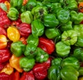 Pile of spicy hot habanero peppers in various colors